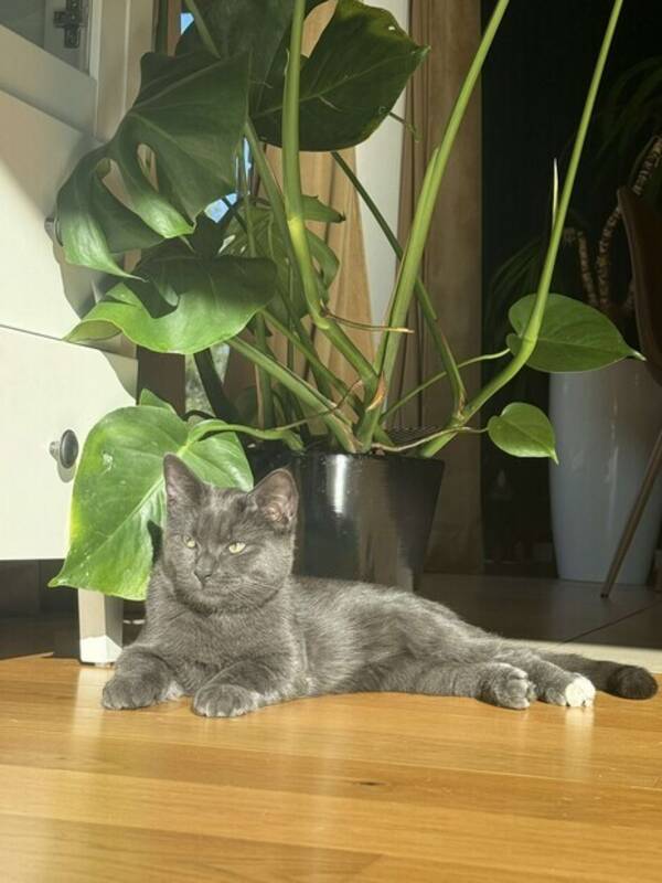 Katt - Luffy Katt - Luffy