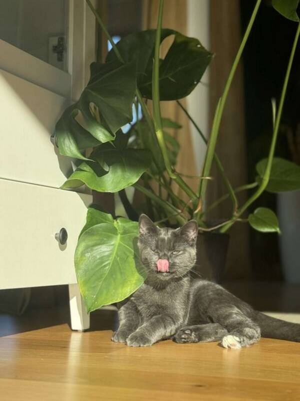 Katt - Luffy Katt - Luffy