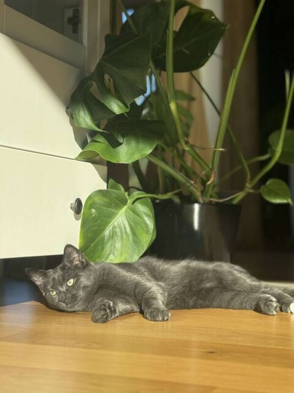 Katt - Luffy Katt - Luffy