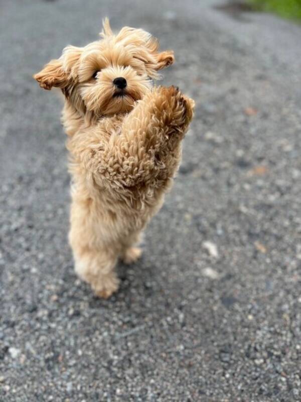 Hund - Maltipoo Hund - Maltipoo