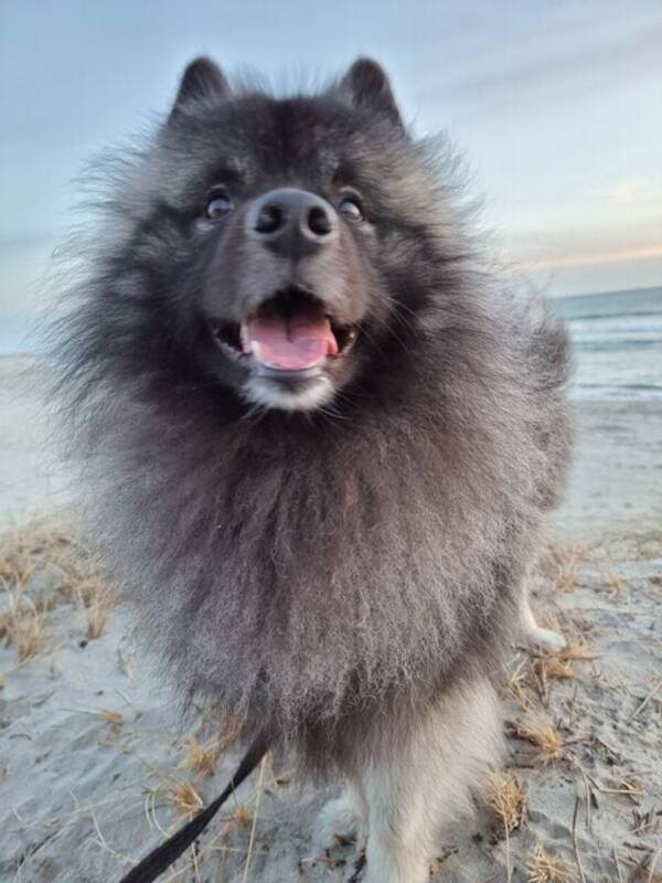 Hund - Keeshond