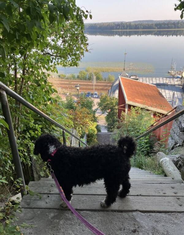 Hund - Saga Hund - Saga
