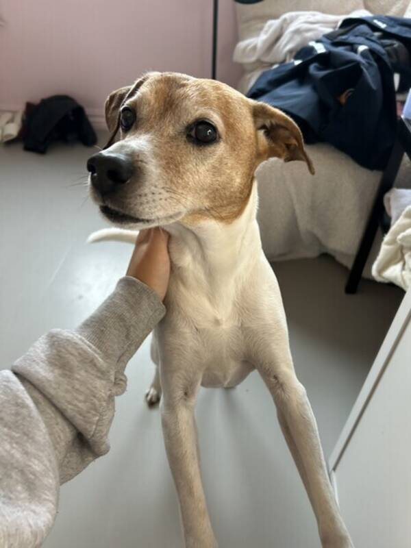 Hund - Dansk svensk grdshund