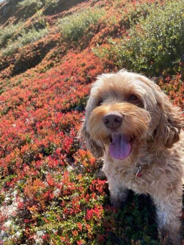 Hund - Muffin Hund - Muffin