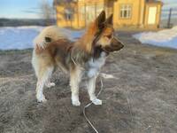 BIRK - Islandsk frehund