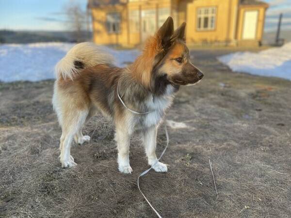 Hund - BIRK - Islandsk frehund