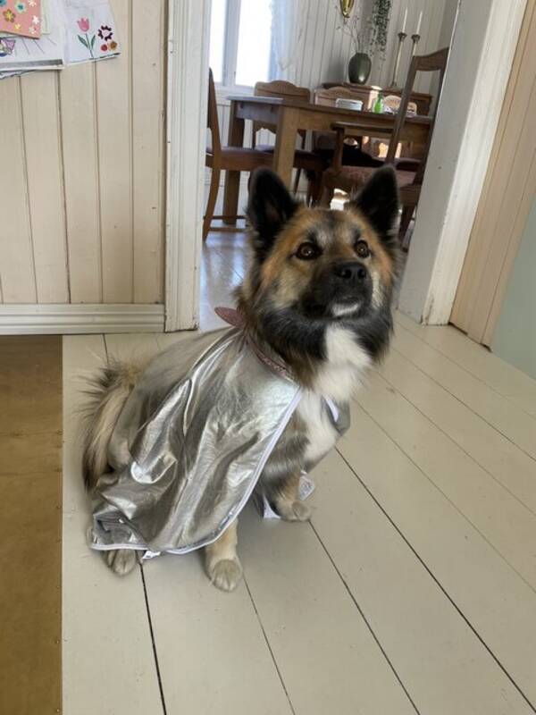 Hund - BIRK - Islandsk fårehund Hund - BIRK - Islandsk fårehund