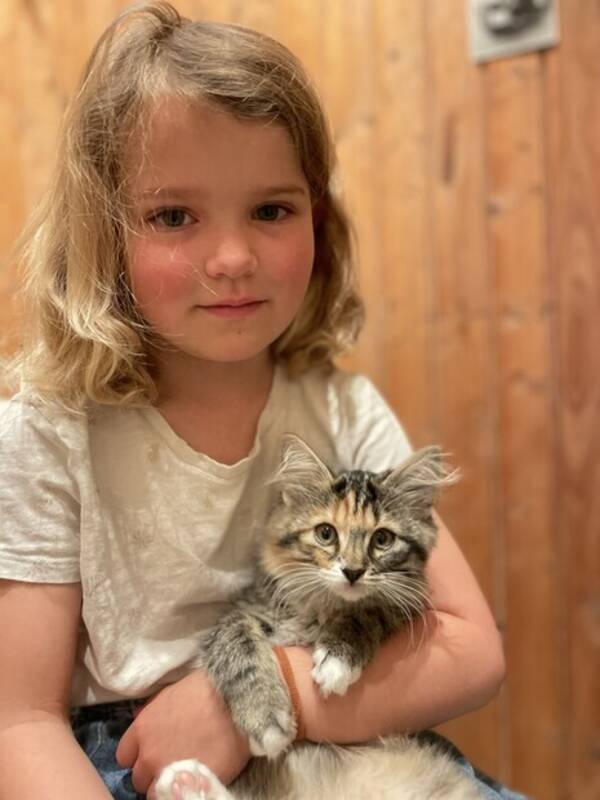 Katt - COSIPUS - Norsk skogskatt Katt - COSIPUS - Norsk skogskatt