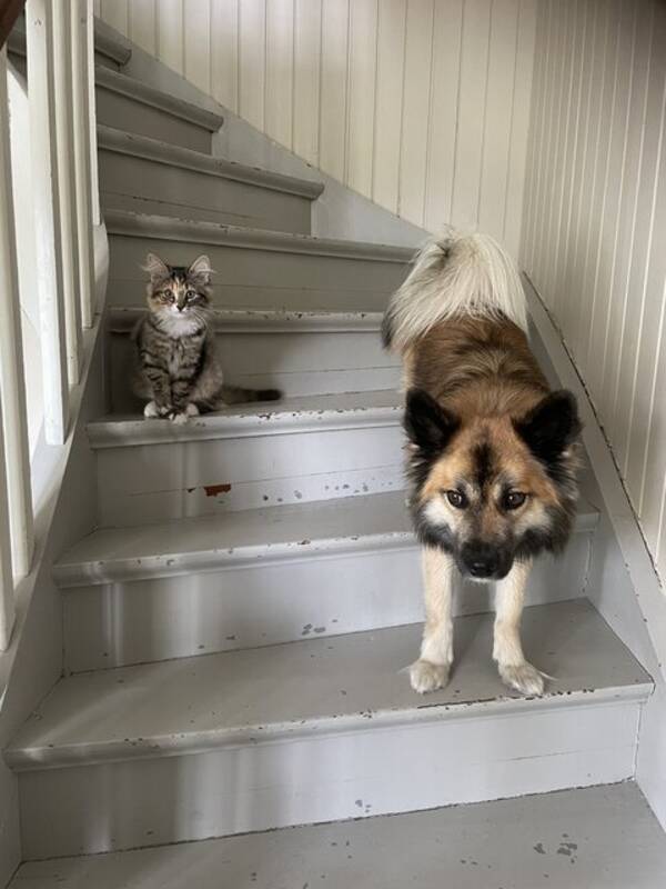 Katt - COSIPUS - Norsk skogskatt Katt - COSIPUS - Norsk skogskatt