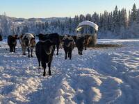 KU - en liten flokk med dlafe