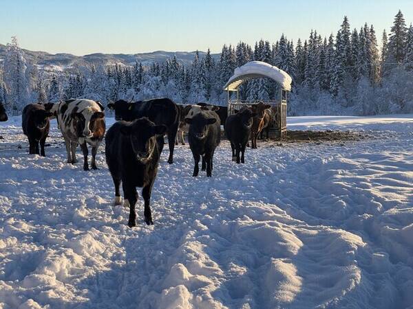 Annet - KU - en liten flokk med dølafe Annet - KU - en liten flokk med dølafe