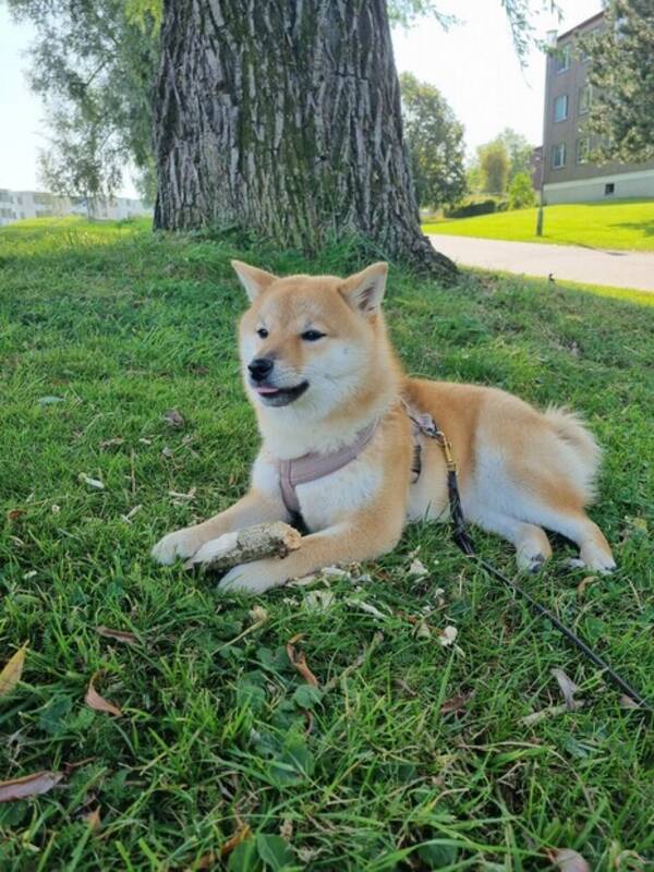 Hund - Shiba Ginn