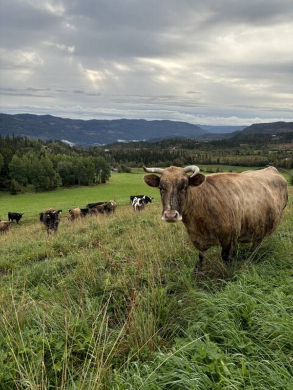 Annet - KU - en liten flokk med dølafe Annet - KU - en liten flokk med dølafe