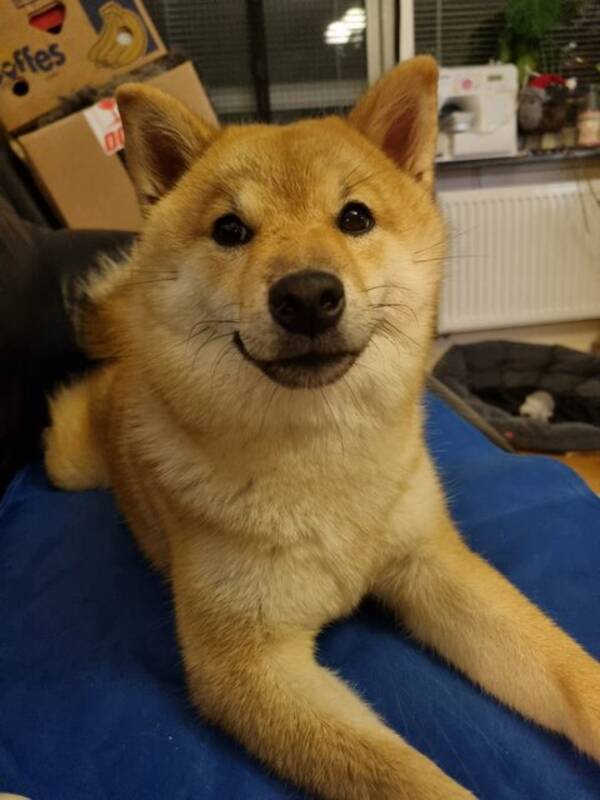 Hund - Shiba Ginn