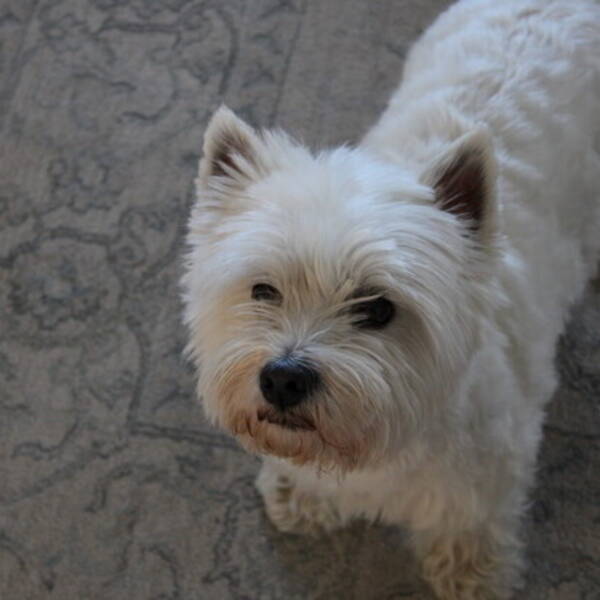 Hund - Westien Bernie