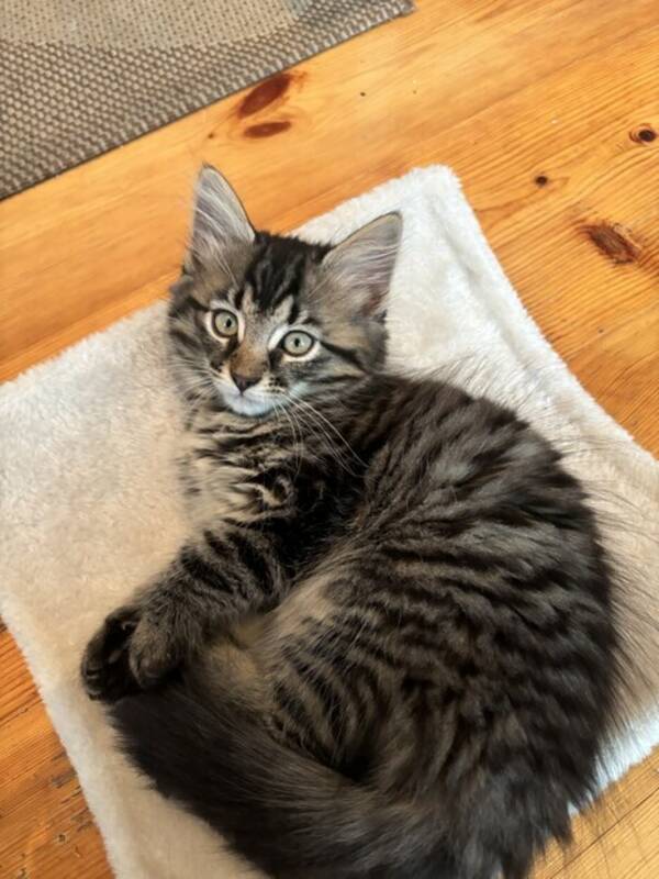 Katt - Blanda Katt - Blanda