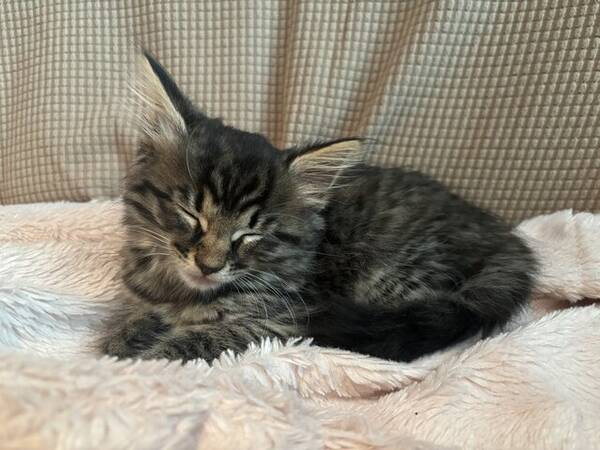 Katt - Blanda Katt - Blanda