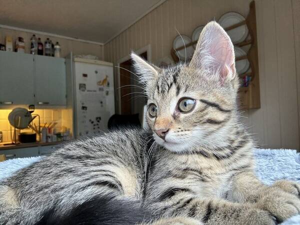 Katt - Blanda Katt - Blanda