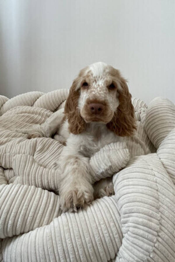 Hund - Cocker Spaniel