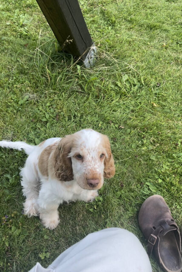 Hund - Cocker Spaniel