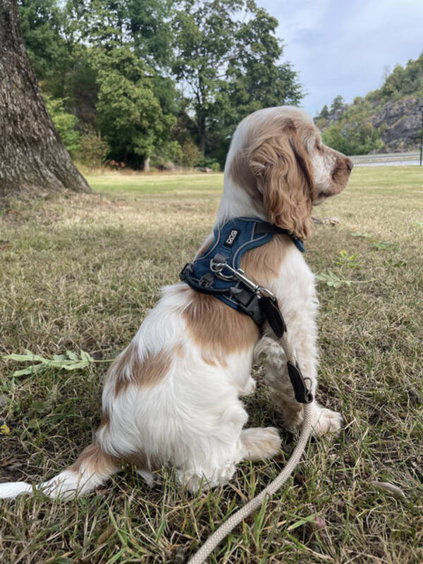 Hund - Cocker Spaniel