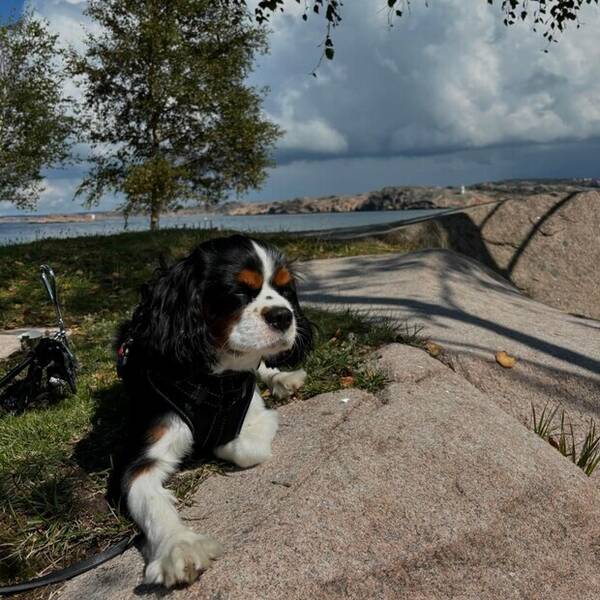 Hund - Cavalier King Charles, Otto.