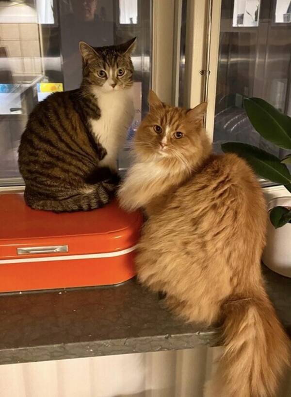 Katt - Mrta och Sirap