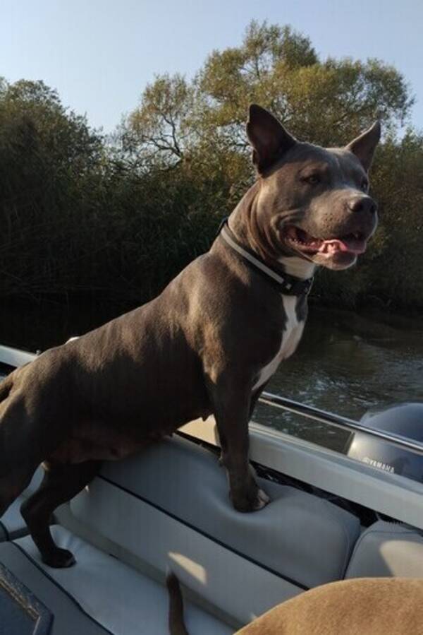 Hund - American Bully