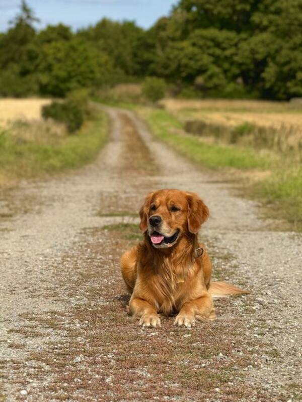 Hund - Golden retriever, ke 