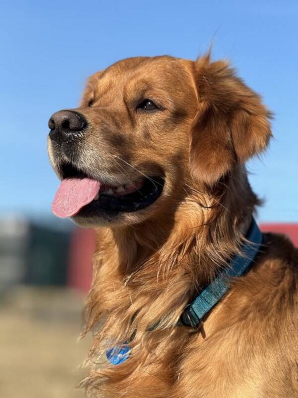 Hund - Golden retriever, ke 