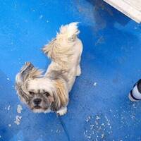 Lhasa Apso : Don Carlos 5 r