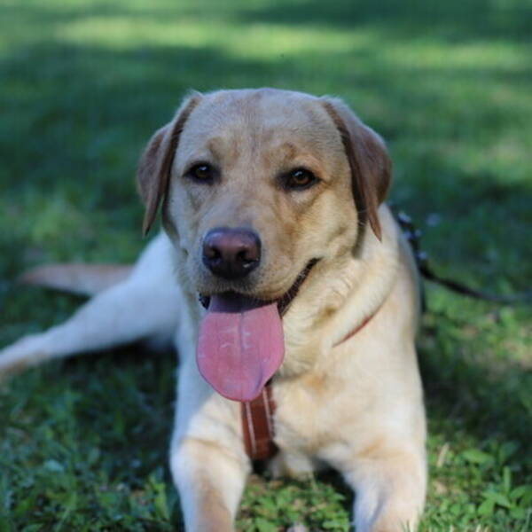 Hund - Labrador tik