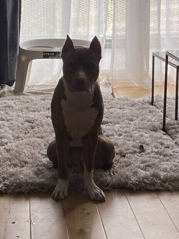 Hund - Amstaff 