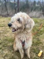 Husky/Puddel mix Odi  Husky/Puddel mix Odi