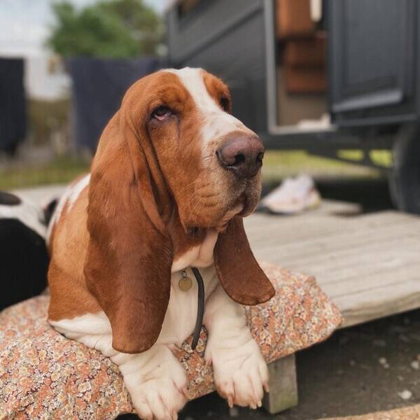 Hund - Basset hound