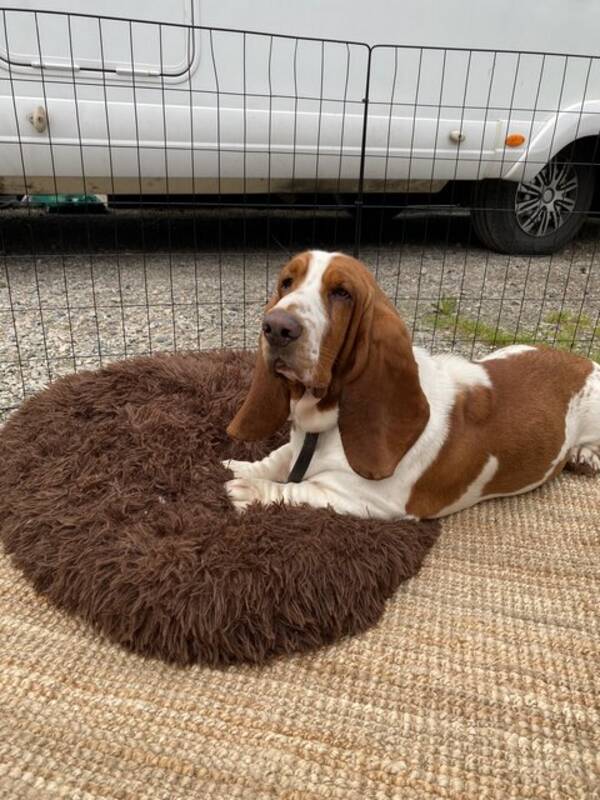 Hund - Basset hound Hund - Basset hound