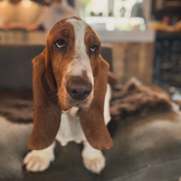 Hund - Basset hound