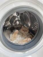 Katten Mani Katten Mani