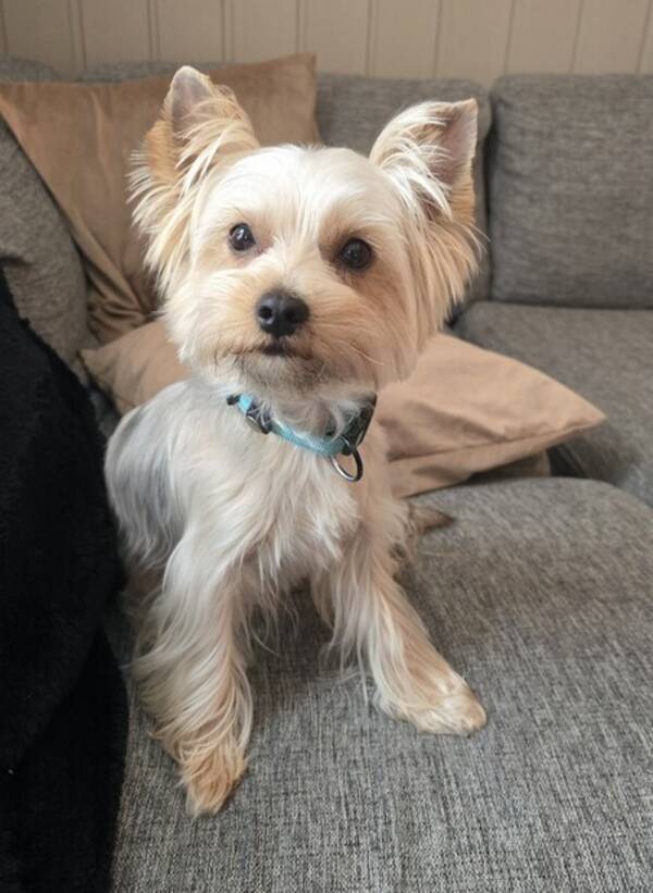 Hund - Milo Hund - Milo