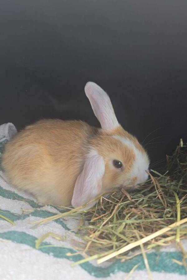 Hund - Milo Hund - Milo