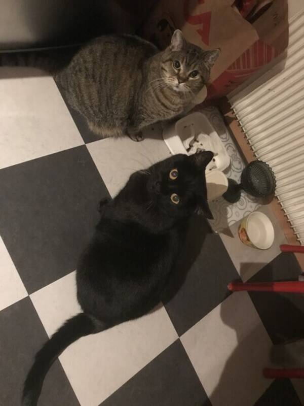 Katt - Katterna Kindy och Shadow