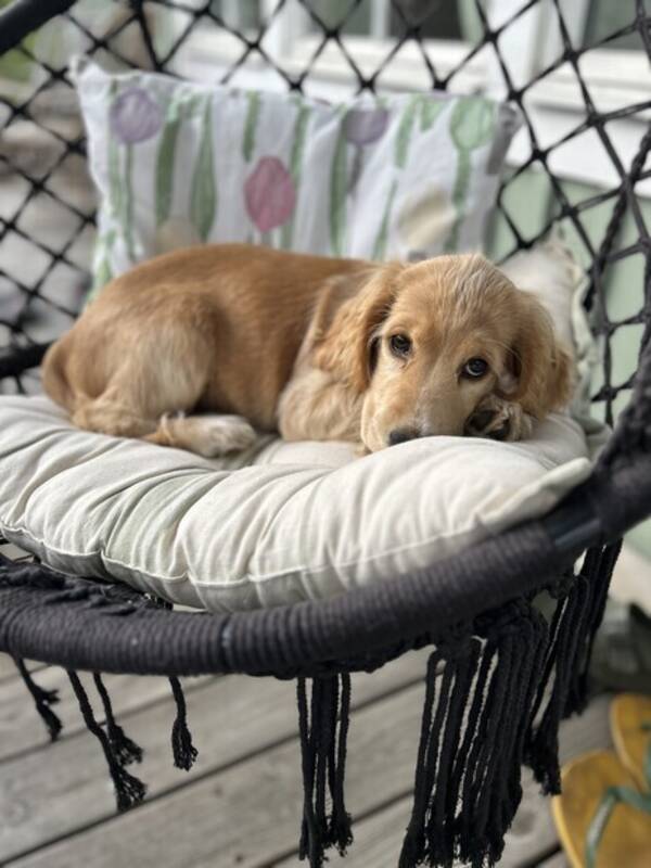 Hund - Golden cockerspaniel, Daisy