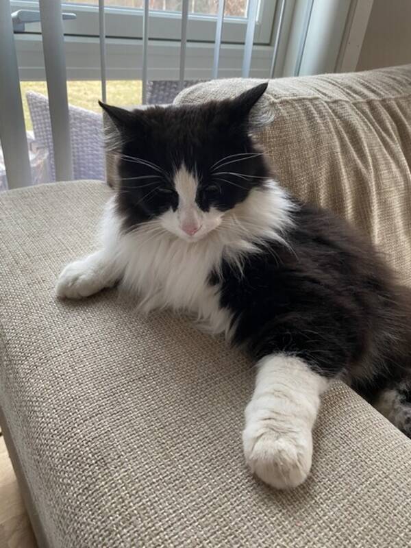 Katt - Katt Katt - Katt