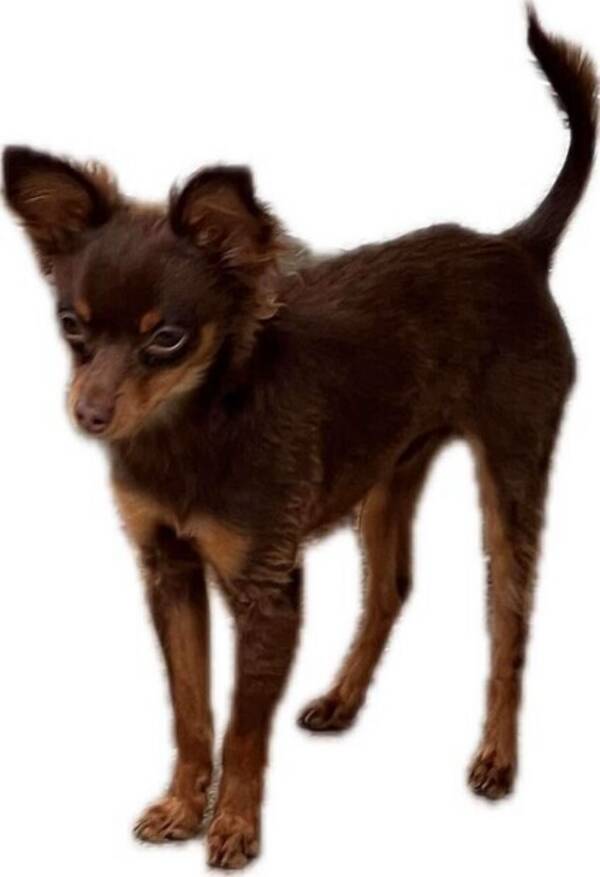 Hund - Prazsky Krysarik Hund - Prazsky Krysarik