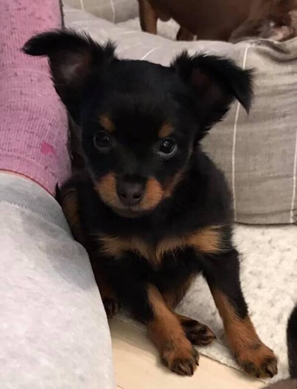 Hund - Prazsky Krysarik Hund - Prazsky Krysarik