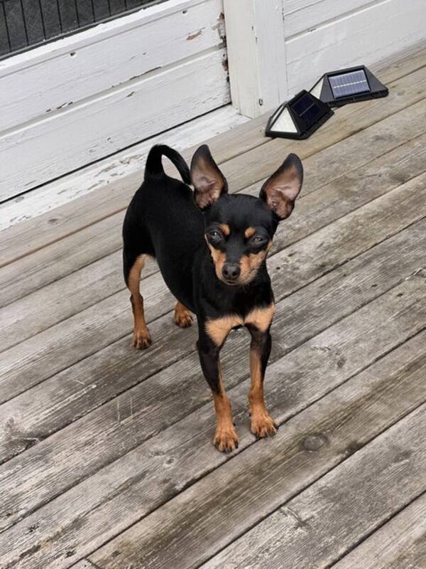 Hund - Prazsky Krysarik Hund - Prazsky Krysarik