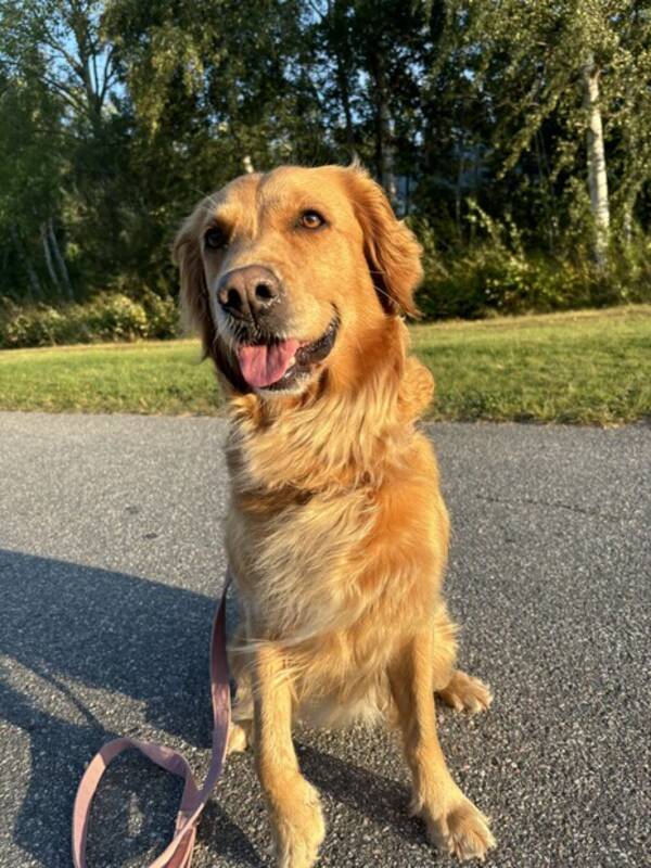 Hund - Jakt golden retrievern  Elsa