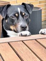 dansk-svensk gårdhund dansk-svensk gårdhund