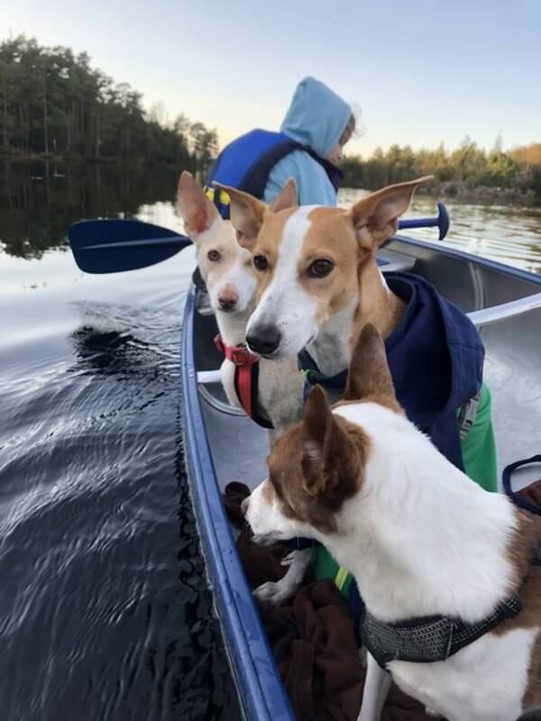 Hund - Pirata (brunvit) och Cometa (cremefrgad