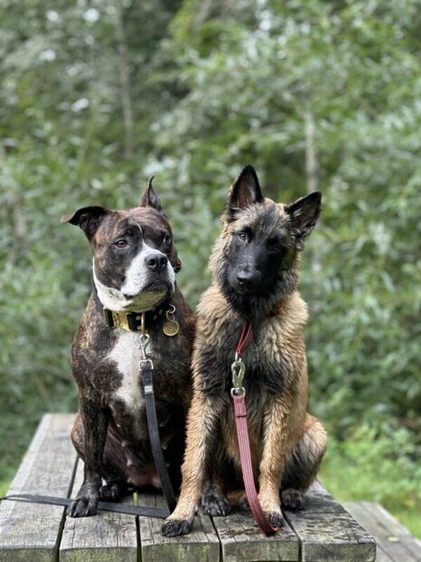 Hund - Luna 5 r och Malinoistiken Emmylou